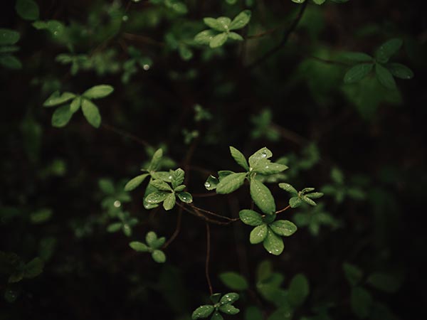 Quam Nulla Porttitor Massa Dneque Aliquam Vestibulum 1 ben karpinski uR pNOruRPk unsplash