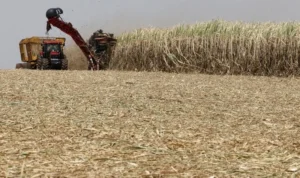 Forecast for Sugar Production of India rises 18.6% to 30.95 mt