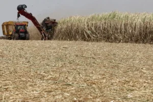 Forecast for Sugar Production of India rises 18.6% to 30.95 mt