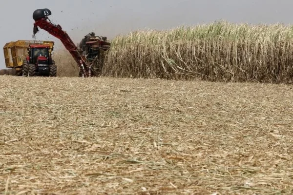 Forecast for Sugar Production of India rises 18.6% to 30.95 mt