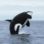 Solana DEX Orca marketplace for tokenized real-world assets