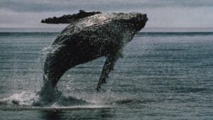 Chart showing bitcoin whales bought activity during market downturn