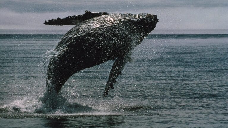 bitcoin whales bought: The Essential Shocking Update 5 Chart showing bitcoin whales bought activity during market downturn