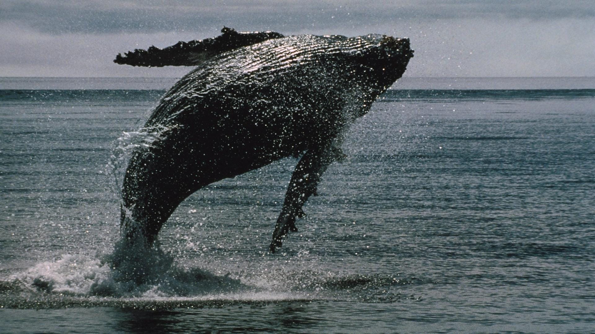 bitcoin whales bought: The Essential Shocking Update 1 Chart showing bitcoin whales bought activity during market downturn