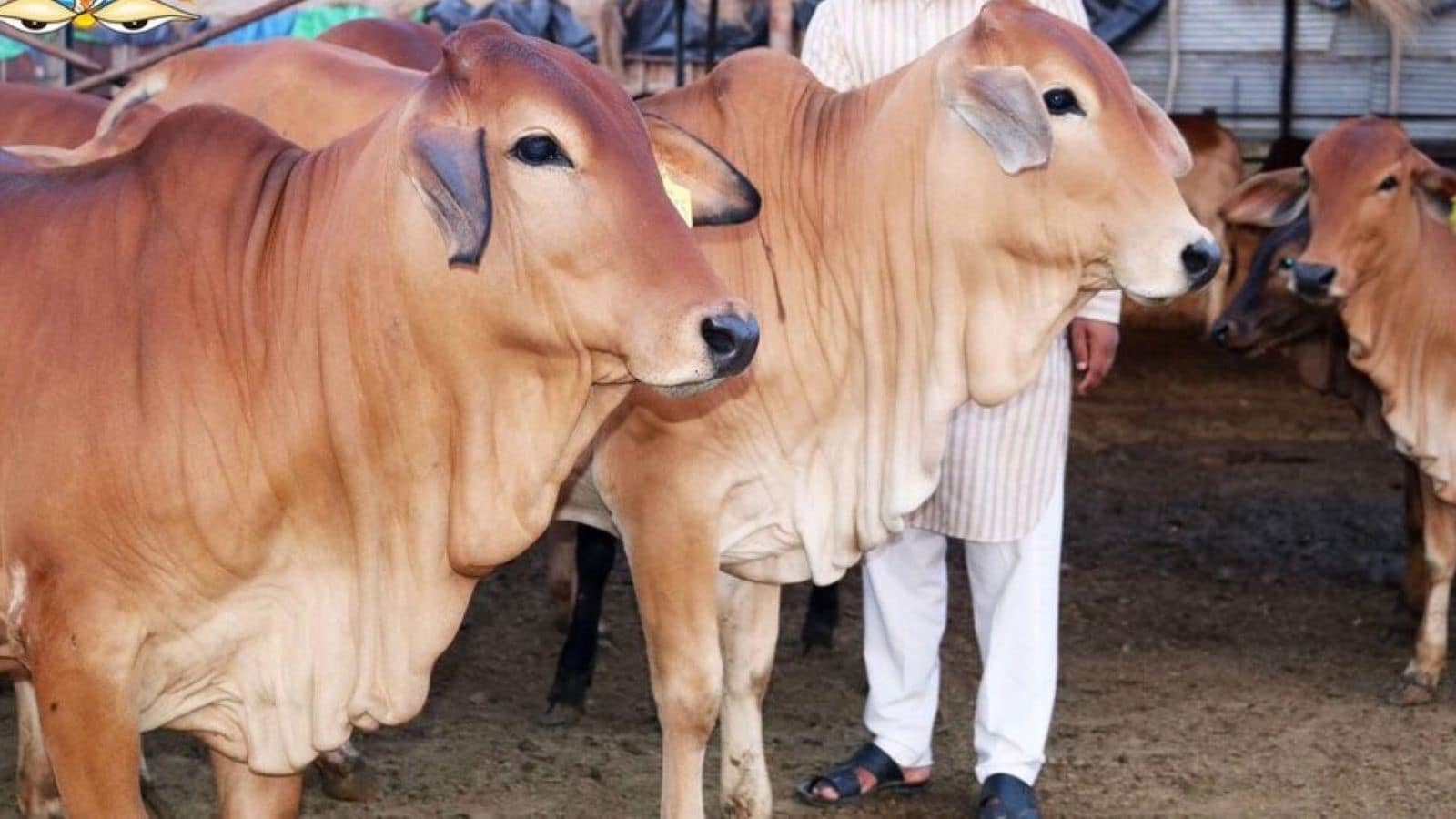A farmer managing a modern dairy unit under the up's mini nandini scheme